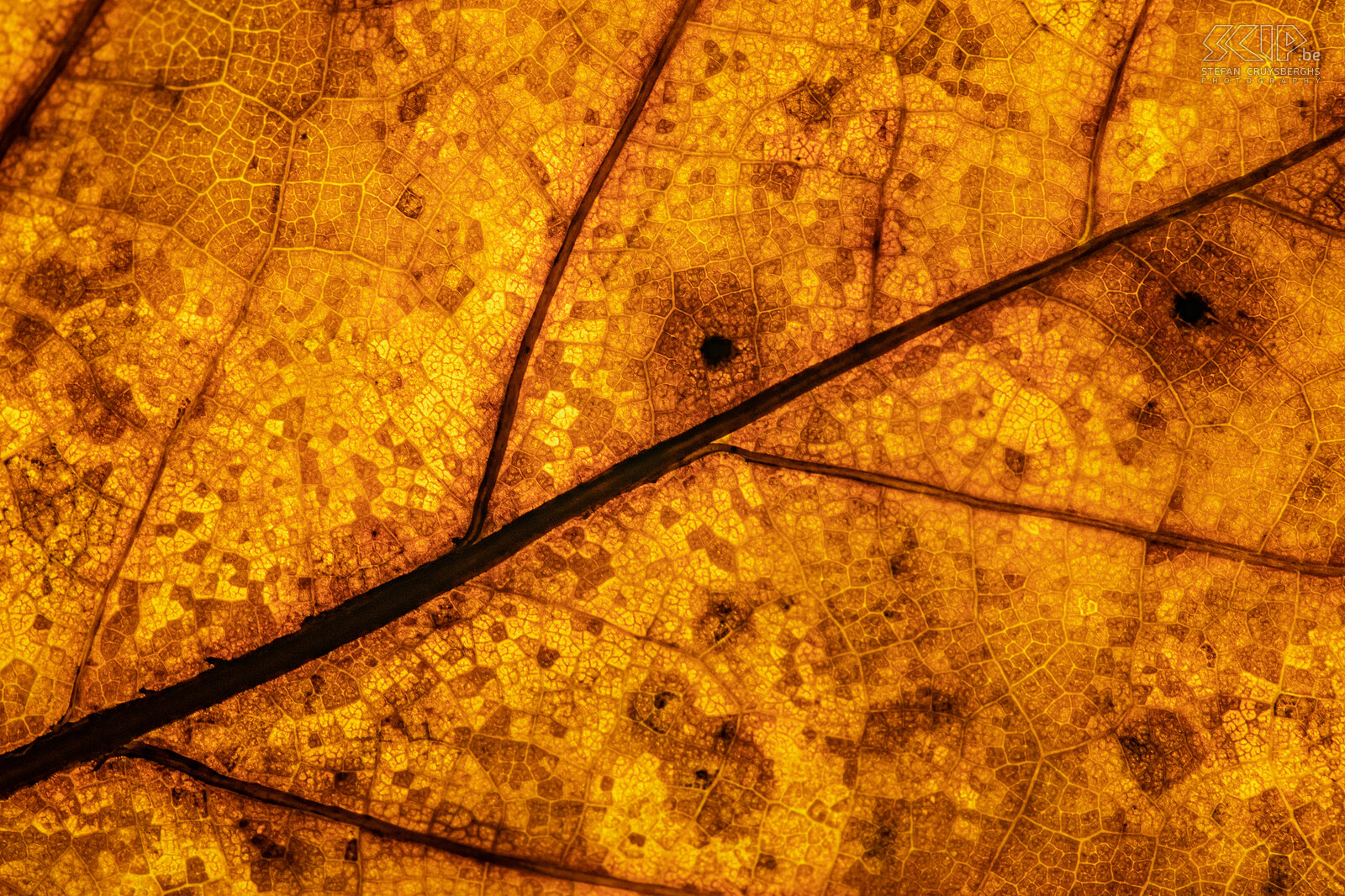 Autumn - Leaf  Stefan Cruysberghs